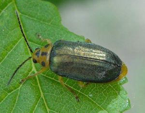 黑肩毛螢葉甲 黑肩毛螢葉甲