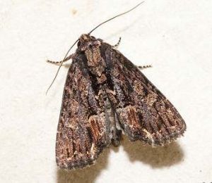 霜劍紋夜蛾 霜劍紋夜蛾