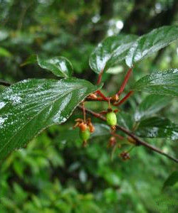 海棠獼猴桃 海棠獼猴桃