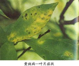 柑橘黃斑病 柑橘黃斑病
