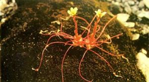 北極蜘蛛虎耳草，伸展的根像觸鬚似的，一碰到土壤立刻就會紮下根去