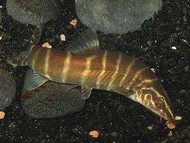 中華沙鰍 中華沙鰍