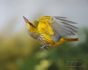 黑枕黃鸝的飛行