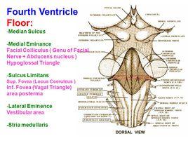 舌下神經三角 舌下神經三角