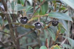 大萼楊桐 大萼楊桐