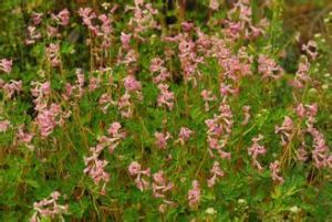 甘肅紫堇 甘肅紫堇