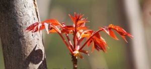 香椿乾枯病 香椿乾枯病