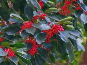 台灣冬青 台灣冬青