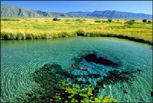 四泉市是科州乃至世界的天然生物博物館 沙漠裡的數千個湖泊保留了人類起源的活化石