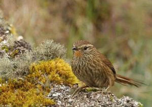 栗卡納灶鳥 栗卡納灶鳥