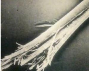 頭髮分叉 頭髮分叉