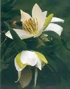 珠穆朗瑪峰國家級自然保護區