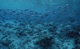 化石岩石學 化石岩石學