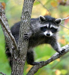 果子狸屬 果子狸屬