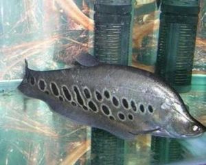 七星刀魚 七星刀魚