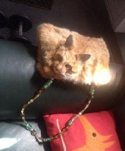 貓咪手包 貓咪手包