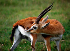 湯普森瞪羚 湯普森瞪羚