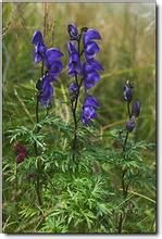 麗江烏頭 麗江烏頭