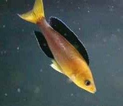 金頭藍劍沙 金頭藍劍沙