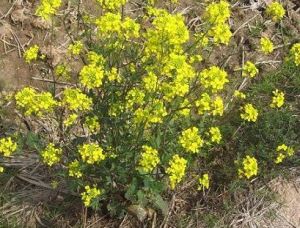 印度芥菜 印度芥菜