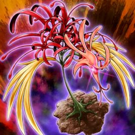 鳳凰石蒜花 鳳凰石蒜花