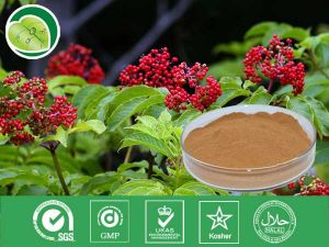 接骨木提取物 接骨木提取物