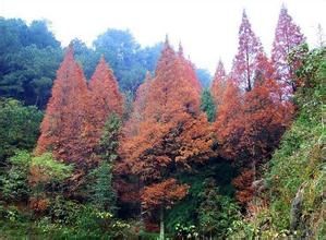鳳凰山苔草 鳳凰山苔草