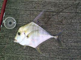 廣東土牛膝 廣東土牛膝