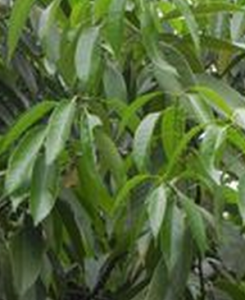 綠春石櫟 綠春石櫟