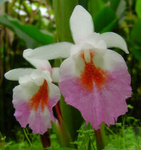 心葉凹唇姜 心葉凹唇姜