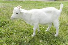 我要認養那隻小羊