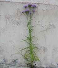 羽葉風毛菊 羽葉風毛菊