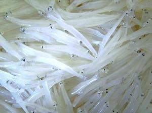 白龍湖銀魚 白龍湖銀魚