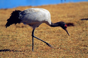 大山包黑頸鶴自然保護區
