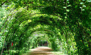 天池嶺葡萄觀光園