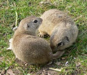 赤頰黃鼠 赤頰黃鼠