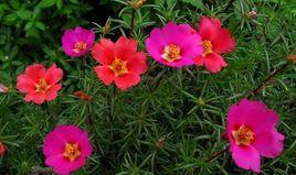 金絲杜鵑 金絲杜鵑