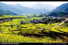 婺源江嶺油菜花