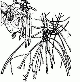 海乳草屬 海乳草屬