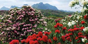 百里杜鵑風景名勝區