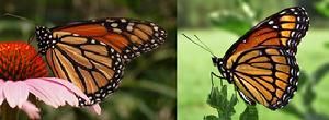 黑脈金斑蝶（左）及副王蛺蝶（右）顯出米勒氏擬態