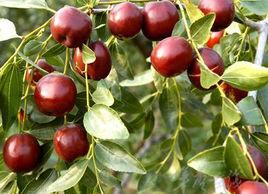 不落酥[棗的品種]