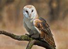 Barn owl