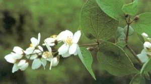 吉隆毛茛 吉隆毛茛