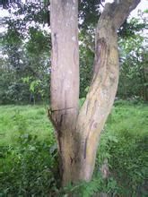 彎枝黃檀 彎枝黃檀