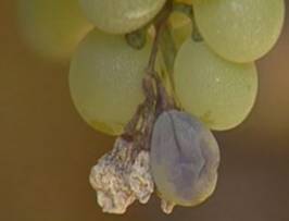 葡萄大房枯病 葡萄大房枯病