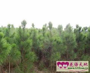 （圖）蘇格蘭松