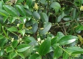 落霜紅根 落霜紅根