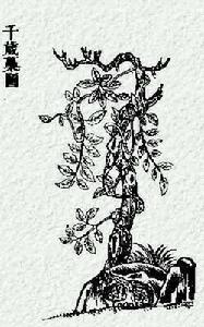 國風·周南·樛木 國風·周南·樛木