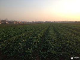 水府廟村[湖北省天門市黃潭鎮水府廟村]